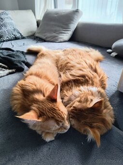 Mainské mývalí kočky s PP - 2