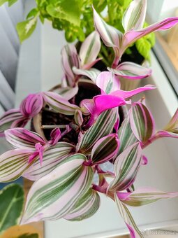 Pokojové rostliny 3ks - 2