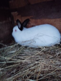 Prodám králíky. - 2