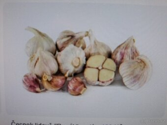 DOMÁCÍ NESTŘÍKANÝ ČESNEK-VÝBORNÝ, PÁLIVÝ - 2