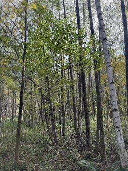 Prodám pozemky v k.ú. Záblatí u Bohumína 3 parcely - 2