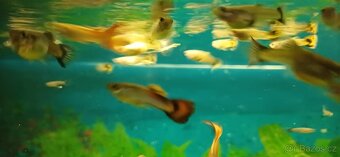 Nabízím Rybičky_Paví Očko_Gupka - 2