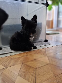 Yorkshirský teriér černý xs - 2