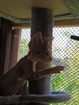Sphynx koťátka - 2