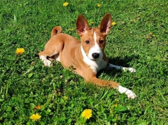 Basenji - prodám štěňata bez pp - 2