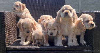 Americky Kokerspaniel-steniatka - 2