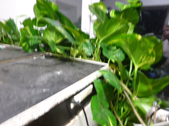 PRODÁM POTHOS (EPIPREMNUM AUREUM) - 2