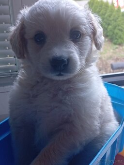 Maltipoo - 2