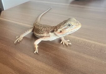 Agama vousata - 2