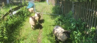 Ovce Suffolk - 2