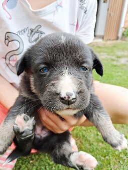 Štěňata křížence husky x labradora - 2
