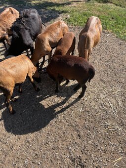 Kamerunské ovce - 2