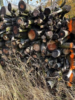 Třešeň, kulatina zdravá výhřevná, na uzení - 2