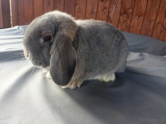 Zakrslý králík beránek ( perlový) - 2