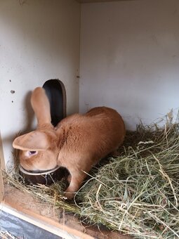 Burgundsky králík Mosty u Jablunkova - 2