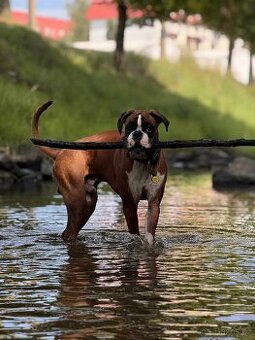 Prodáme ročního německého boxera - 2