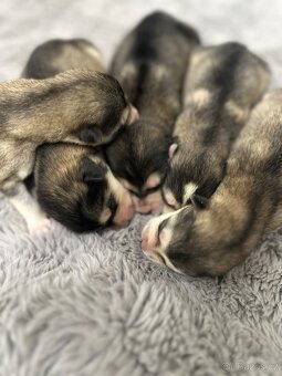 Aljašský malamut štěňátka - 2