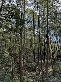 Prodám lesní pozemek v k.ú. Záblatí u Bohumína, p.č. 901/5 - 2