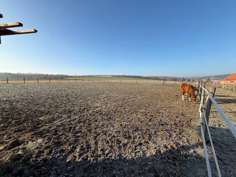 Ustájení 24/7 pro hříbě - 2