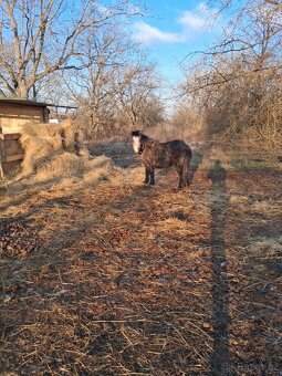 Pony klisna - 2