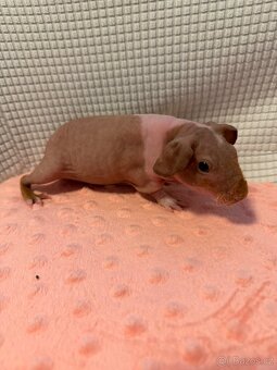 Skinny morče samec s PP - 2