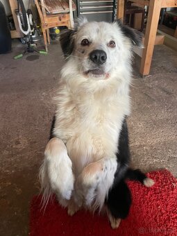 Cash - hledáme nový domov - 2