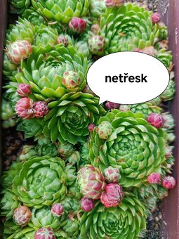 Zelená střecha - 2