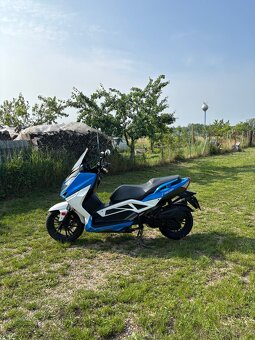 Kentoya maximus 125 - 2