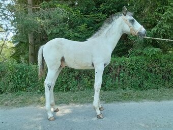 Letošní hřebeček Appaloosa FPD 100% - 2