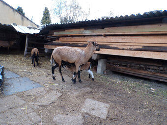 Kamerunská ovečka - 2