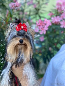 Yorkshire terrier, york - 2