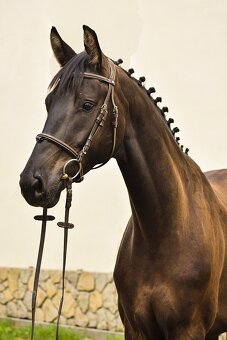 Tříletý drezurní valach - 2