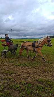 Prodám sulku za koně/ pony - 2