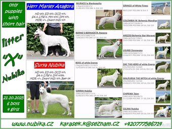 Bílý švýcarský ovčák s PP-štěně - 2