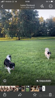 štěňata border kolie kříženci - 2