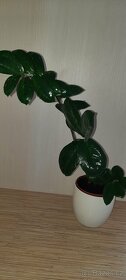 Zamioculcas - 2