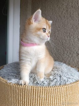 Britská koťátka s PP - 2