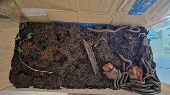 Telodeinopus aoutii - 2