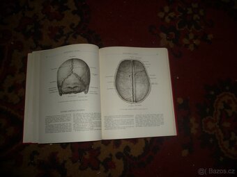 Anatomie člověka - 2