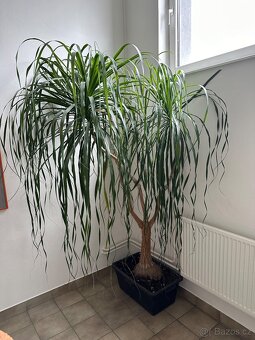 Beaucarnea Sloní noha - 2