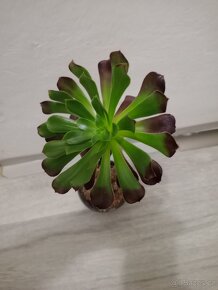 Prodám sukulenty Aeonium arboreum - 2
