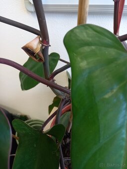 Philodendron Red - 2
