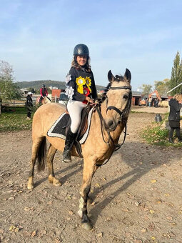 PRODÁM, NEBO PRONAJMU LUXUSNÍ SPORTOVNÍ PONY 147 CM.. - 2