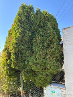 Vzrostlá túje v nádobě - 2