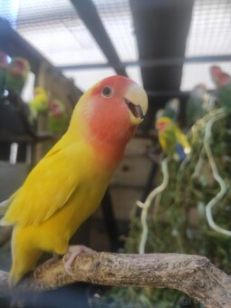 Agapornis ručně dokrmený - 2