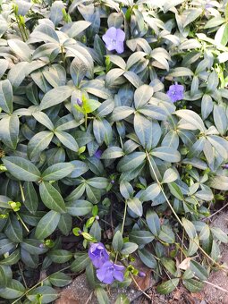 Barvínek- půdopokryvný - 2