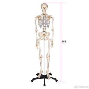 Anatomický model lidské kostry 180 cm - 2