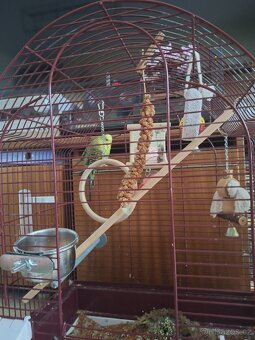 Andulka s kompletním vybavením - 2