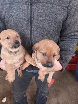Štěňata - 2