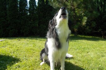 Krytí border kolie bez Pp - 2